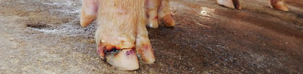 L&eacute;sions sur le nez et les onglons dans les cas de maladie v&eacute;siculaire idiopathique.