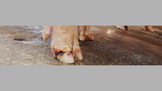 Lésions sur le nez et les onglons dans les cas de maladie vésiculaire idiopathique.