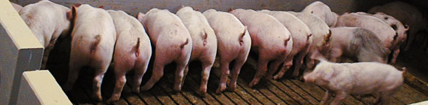 Immunit&eacute; post-sevrage contre E. coli 