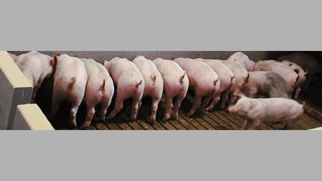 Immunité post-sevrage contre E. coli