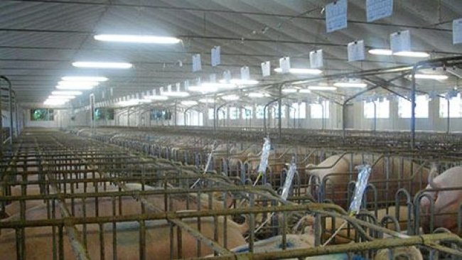 Insémination avec des ressorts