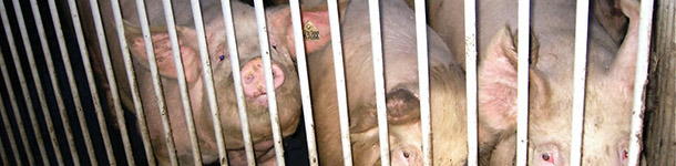 Protocoles sanitaires pour l'entr&eacute;e des cheptels de renouvellement