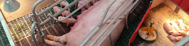 Syst&egrave;me simple, am&eacute;liorable, pour la lactation s&eacute;quencielle