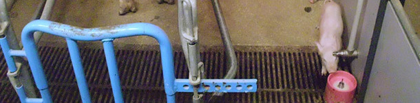 Donner du lait artificiel aux porcelets d&egrave;s les premiers jours de vie est l'une des possibilit&eacute;s pour g&eacute;rer la prolificit&eacute;. Dans ces syst&egrave;mes, l'hygi&egrave;ne de tout le processus est primordial pour &eacute;viter des pathologies digestives.