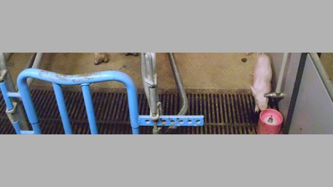 Donner du lait artificiel aux porcelets dès les premiers jours de vie est l'une des possibilités pour gérer la prolificité. Dans ces systèmes, l'hygiène de tout le processus est primordial pour éviter des pathologies digestives.