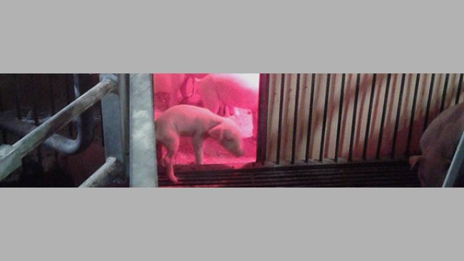 Nids dans le couloir