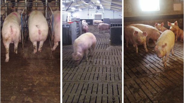 Figure 1. Divers types de conduite libre. Dans tous les cas l&rsquo;augmentation des bagarres augmentent les boiteries
