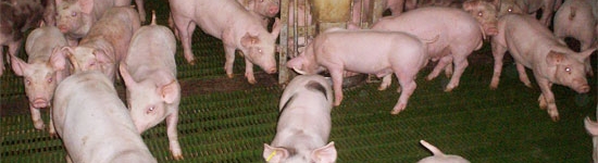 En las ultimas d&eacute;cadas el grado de tecnificaci&oacute;n y la evoluci&oacute;n de los sistemas productivos a todos los niveles ha sido constante
