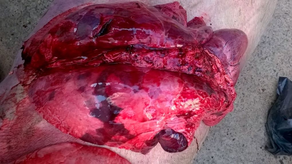 L&eacute;sions d'autopsie, compatibles avec pneumonie enzootique, influenza, SDRP et autres complications bact&eacute;riennes