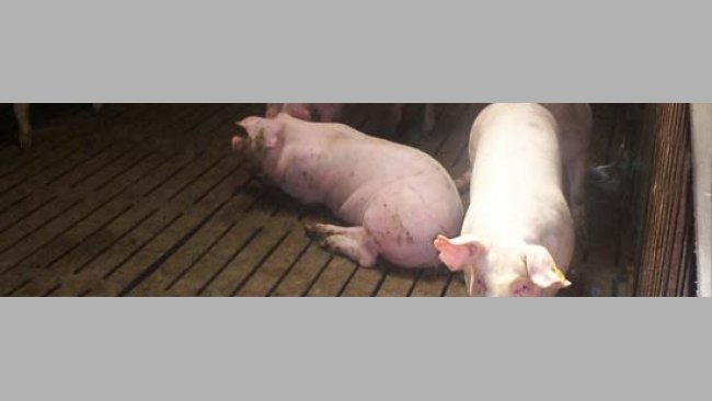 Es prácticamente imposible inspeccionar todos los animales individualmente cuando se realiza una visita rutinaria de control