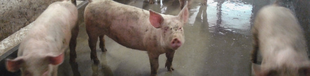 Porcs en engraissement avec case sale
