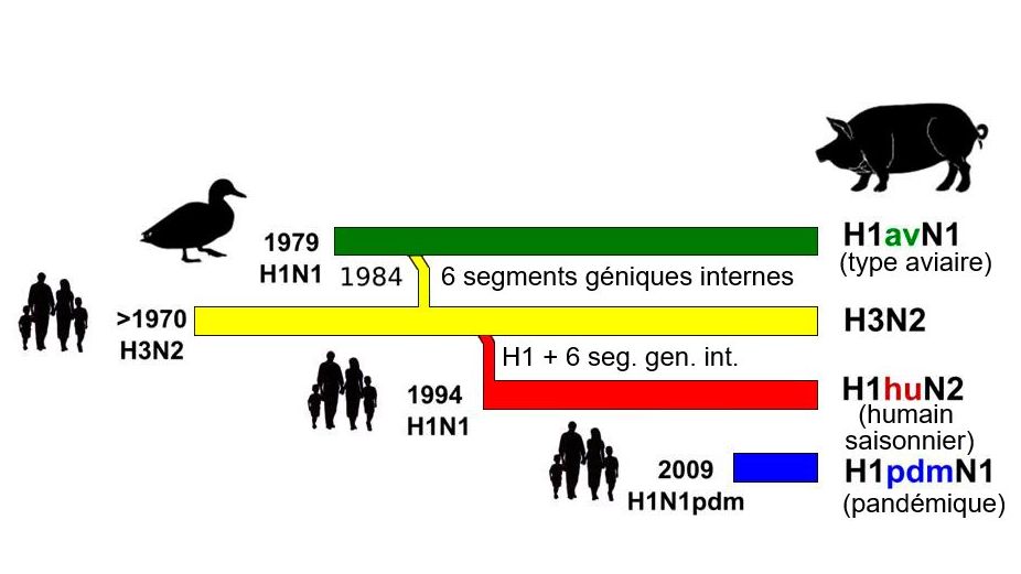 Figure 1. Histoire et origine des virus d'influenza porcine type A (IA) qui circulent actuellement en&nbsp;Europe. Veuillez noter qu'aucun de ces virus IA n'a leur origine dans le porc.
