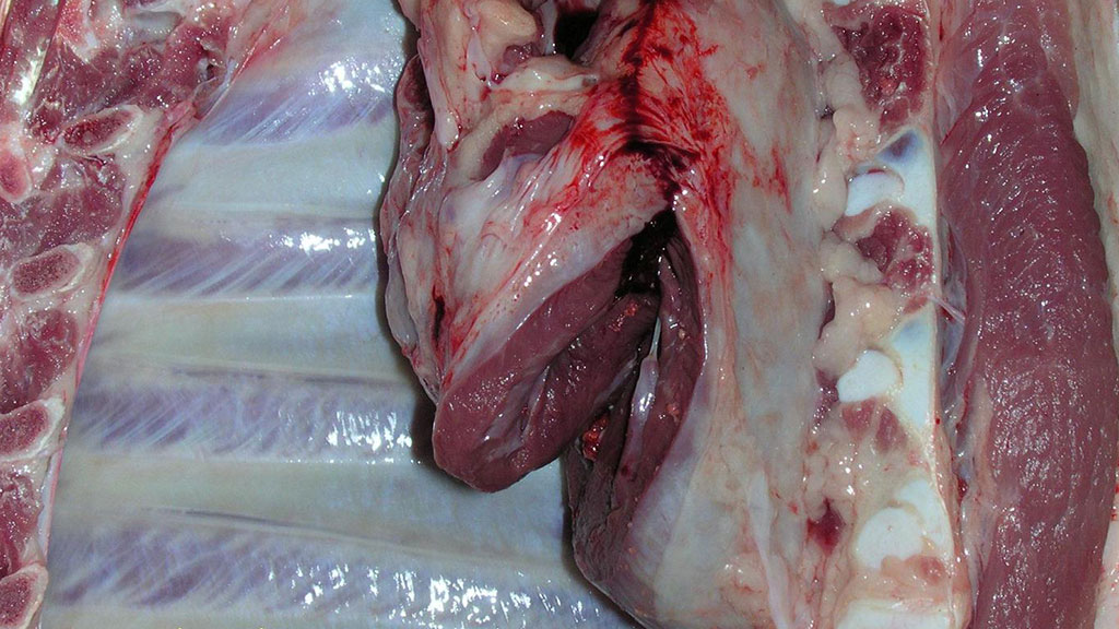 P&eacute;ricardite sur un porc &agrave; l'abattoir
