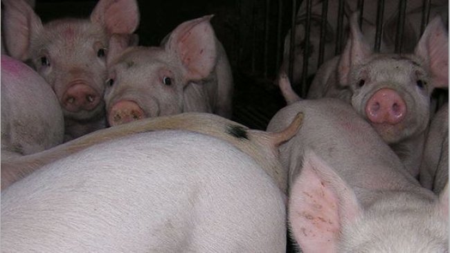 Lechones de transición 1