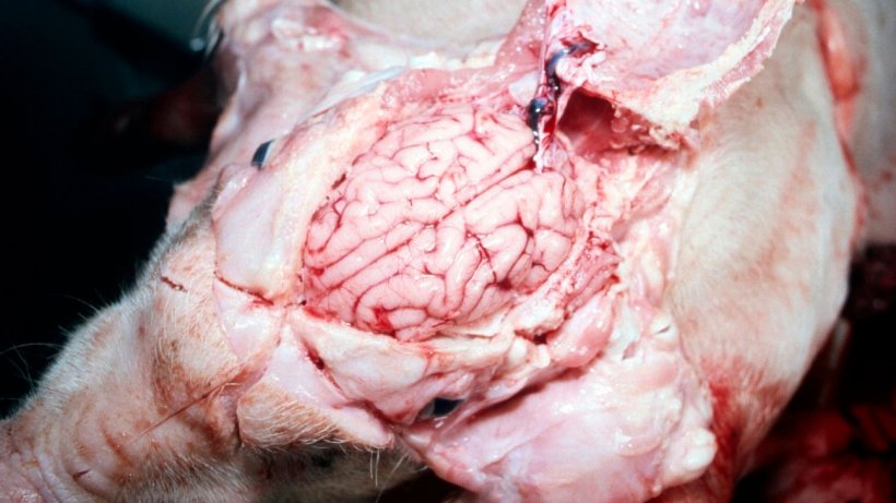 Figure 5. Cerveau visiblement humide
