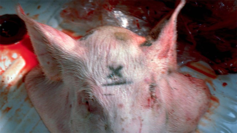 Figure 1. Le X marque le point, bien que chez des animaux adultes il vaut mieux s'éloigner d'1cm de la ligne médiane.