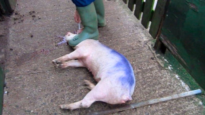 Figure 3. Lorsqu'on lacère le cerveau, il faut rester derrière le porc, et non entre ses pattes