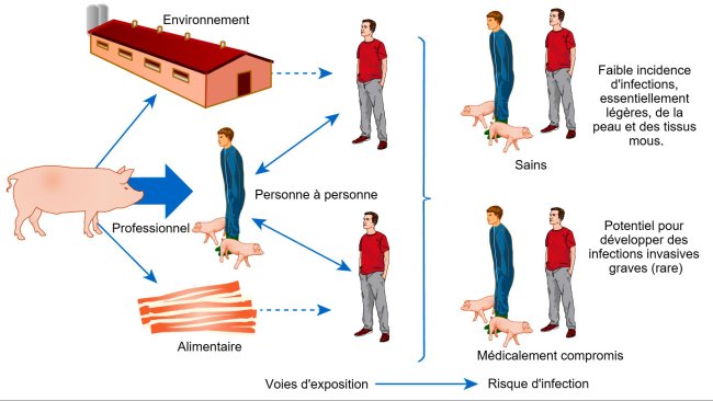 Modèle conceptuel des voies d'exposition et risques d'infection avec S. aureus associé aux animaux de rente