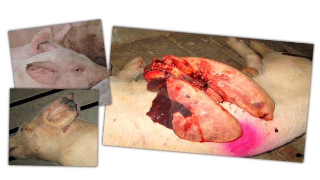 Image 2: Lésions en engraissement: nécrose de la pointe des oreilles et pneumonie des lobes cranaiux et médians.