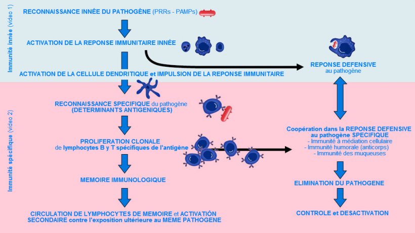 Figure 1. Phase d&rsquo;apparition, d&rsquo;activation et de progression de l&#39;immunit&eacute; inn&eacute;e et sp&eacute;cifique contre un agent pathog&egrave;ne. &nbsp;
