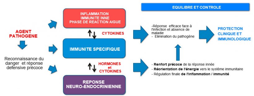 Figure 2a. Interaction entre immunit&eacute; et r&eacute;ponse neuroendocrinienne&nbsp;: r&eacute;ponse inflammatoire et immunitaire &eacute;quilibr&eacute;e et contr&ocirc;l&eacute;e qui conduit &agrave; la protection clinique et immunologique.
