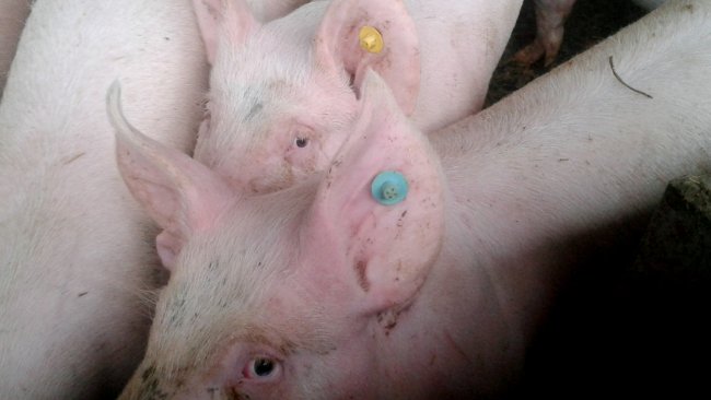 Utilisation de boucles de couleurs pour identifier l'âge des truies de renouvellement.