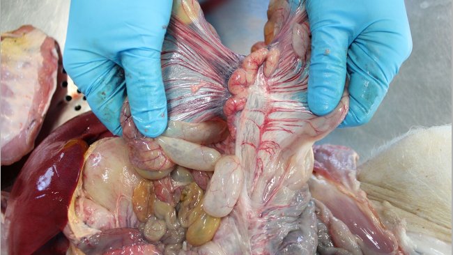 Ganglion lymphatique mésentérique