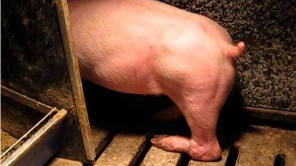 Figure 3. Paralysie de la patte arri&egrave;re cons&eacute;quence d'un nerf ab&icirc;m&eacute; en levant l'animal par une patte arri&egrave;re en la tordant.
