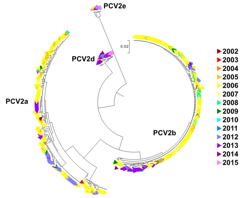 Figure 2. Arbre phylog&eacute;n&eacute;tique de vraissemblance maximum. Les 729 s&eacute;quences ORF2 de la base de donn&eacute;es UMV-VDL PCV2 ont un code de couleur suivant l&#39;ann&eacute;e. On observe les g&eacute;notypes.
