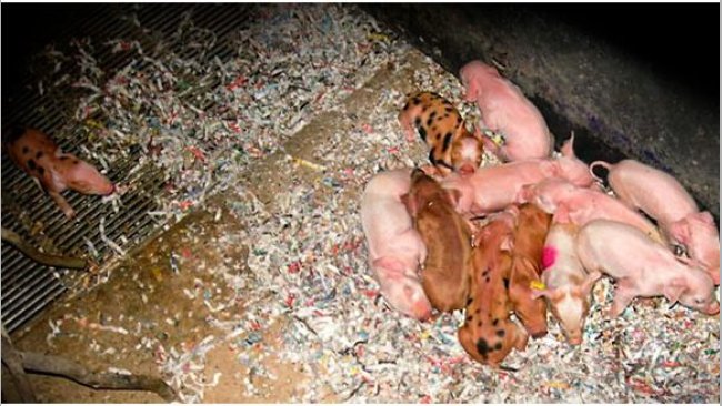 lechones con frío 1