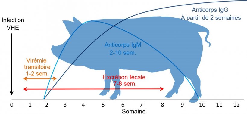 R&eacute;ponse &agrave; l&#39;infection par virus de l&#39;H&eacute;patite E&nbsp;
