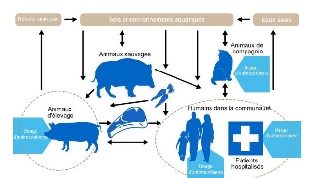 Flux des déterminants de la résistances aux antibiotiques entre les différents réservoirs. En bleu sont indiqués les points où sont administrés des antibiotiques. http://www.effort-against-amr.eu/