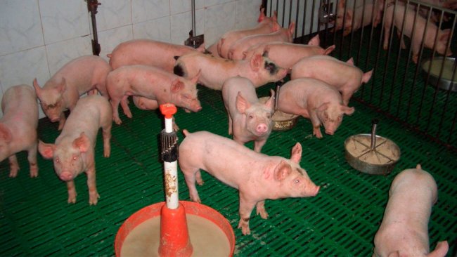 Figure 2. Utilisation adaptée des aliments et des points d'alimentation