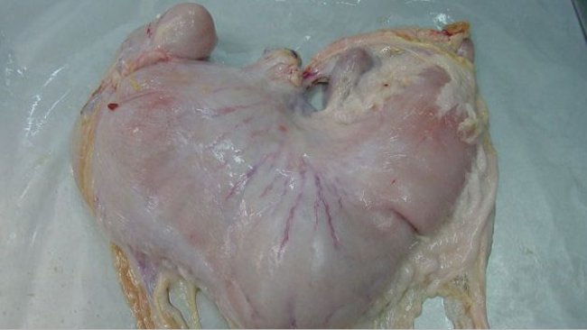 Estomac de porc avec un contenu