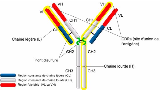 Types et structure d\IgG