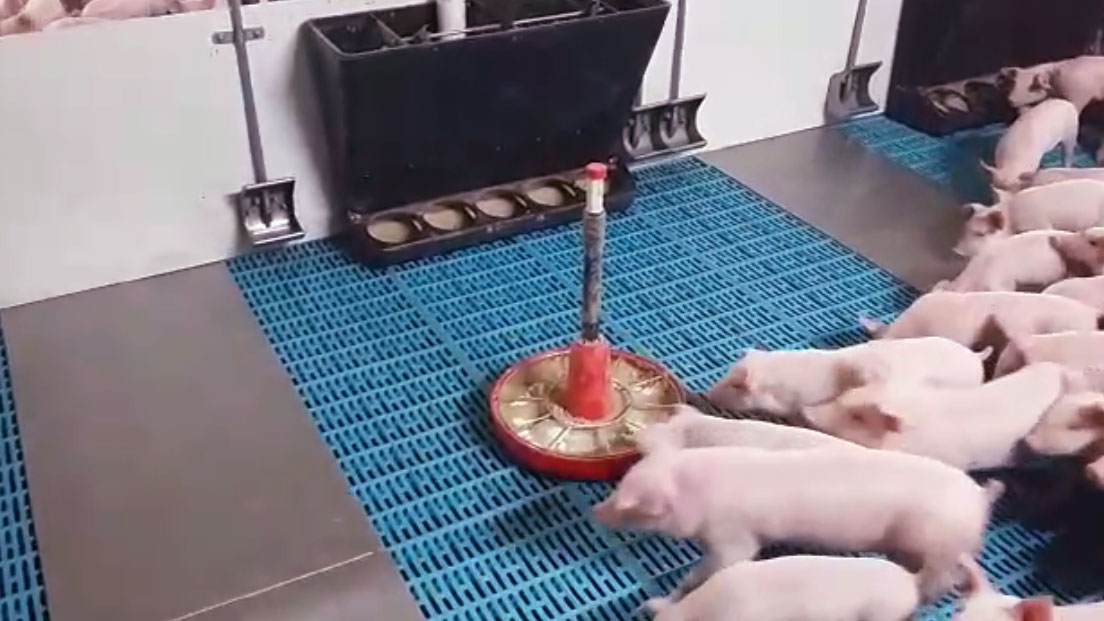 Le choice feeding est bas&eacute; sur l'offre pendant des jours sp&eacute;cifiques d'un changement de r&eacute;gime, en m&ecirc;me temps diff&eacute;rents aliments, lactoinitiator et pr&eacute;-starter ou pr&eacute;-starter et starter, dans le but que le porcelet choisisse lui-m&ecirc;me quelle proportion de chaque aliment il mang
