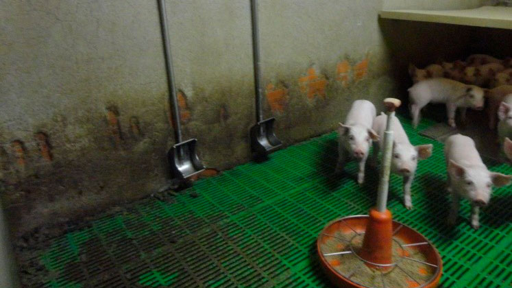 Image 3: Abreuvoirs type r&eacute;servoir. Ce type d&rsquo;abreuvoir a pour principal avantage de r&eacute;duire le gaspillage de l'eau, r&eacute;duisant ainsi le fumier produit. Au contraire, son placement correct dans la case est essentiel pour &eacute;viter qu'il se salisse.
