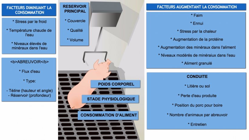 Facteurs affectant la consommation d&#39;eau chez le porc
