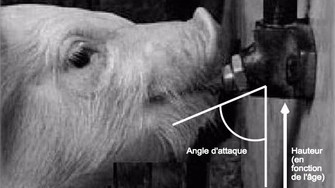 Image&nbsp;2: La hauteur de l&#39;abreuvoir et l&#39;angle (abreuvoirs &agrave; t&eacute;tine) sont les aspects les plus importants de la conception. Le diam&egrave;tre du tuyau, la pression et le syst&egrave;me de soupape&nbsp;d&eacute;termineront le d&eacute;bit d&#39;eau. Modifi&eacute; &agrave; partir de Ruiz et Manteca (2004); Santom&aacute; et Pontes, (2006).
