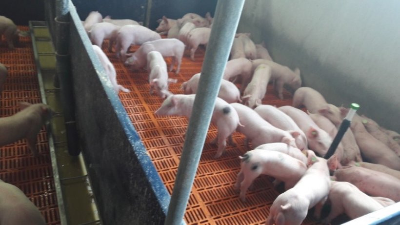 Photo&nbsp;3.- Les porcelets sevr&eacute;s mangaient le lactoinitiateur dans l&#39;assiette rouge&nbsp;mais pas la soupe avec&nbsp;le pr&eacute;starter dans la mangeoire

&nbsp;
