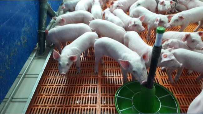 Photo 5.- Porcelets à 4 jours après le sevrage