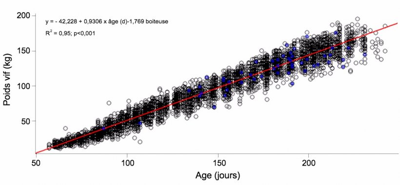 Graphique 1. &Eacute;volution du poids vif et de l&#39;&acirc;ge des nullipares boiteuses (bleu) et non boiteuses (noir)
