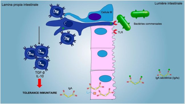 Figure 2: Une tolérance immunitaire est induite contre les bactéries commensales, avec une médiation par les lymphocytes Treg avec production de cytokines telles que l'IL-10 et le TGFb. En particulier, dans l'intestin, la sécrétion d'IgA spécifiques bloque l'adhérence des bactéries commensales, modulant ainsi la composition du microbiote et empêchant son invasion et sa dispersion systémique.