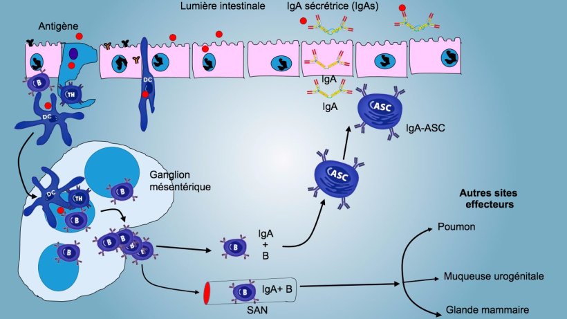 Figure 4: Production d'IgA dans les ganglions lymphatiques m&eacute;sent&eacute;riques et r&eacute;ponse syst&eacute;mique. Les lymphocytes B et T prolif&eacute;rants et activ&eacute;s migrent de la lymphe vers le sang, dans le porc directement &agrave; travers les veinules endoth&eacute;liales hautes (VHE), la plupart retournant dans l'intestin ou atteignant d'autres surfaces muqueuses (sites effecteurs) comme les poumons, la glande mammaire et l'appareil urog&eacute;nital.
