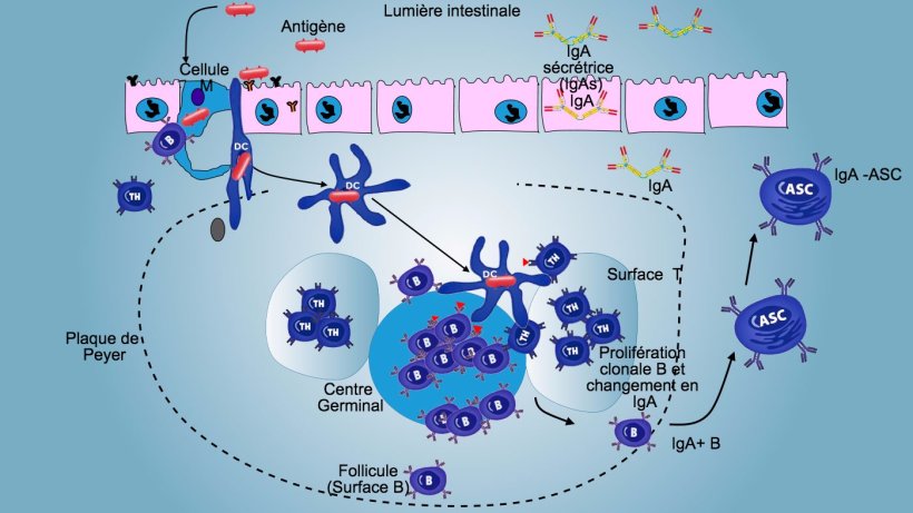 Figure&nbsp;3: Production d'IgA dans les plaques de Peyer
