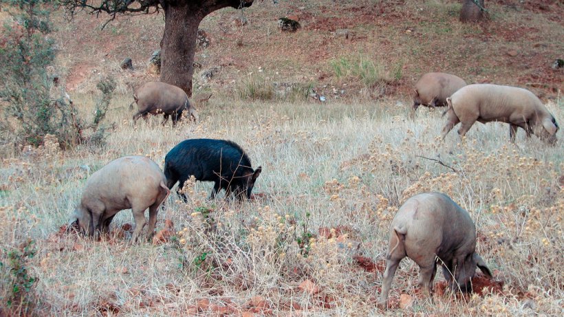 Le contact avec les sangliers est plus probable dans les productions en plein air, mais certains agents pathog&egrave;nes, tels que la maladie d&#39;Aujeszky ou le virus de la peste porcine classique, peuvent conduire &agrave; atteindre&nbsp;des porcs log&eacute;s dans des batiments.
