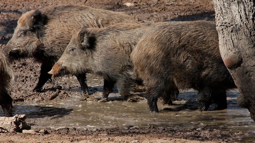 Sangliers dans une bauge. Le nombre et la r&eacute;partition dans l&#39;espace des sangliers sont d&eacute;termin&eacute;s par la disponibilit&eacute; de l&#39;eau et de la nourriture.
