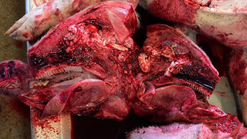 <p>Figure 6b: Autopsie au laboratoire. T&ecirc;te ouverte</p>
