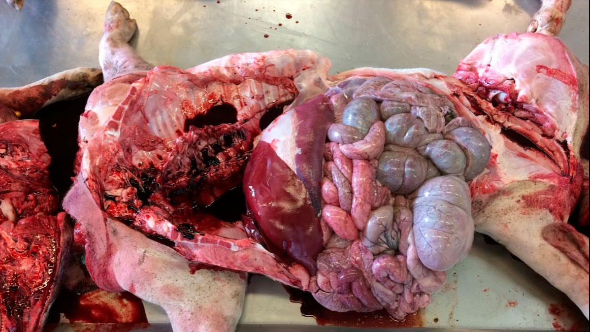 <p>Figure 6a: Autopsie au laboratoire. Sans signalements notables , seulement un coloration marron chocolat du sang.</p>
