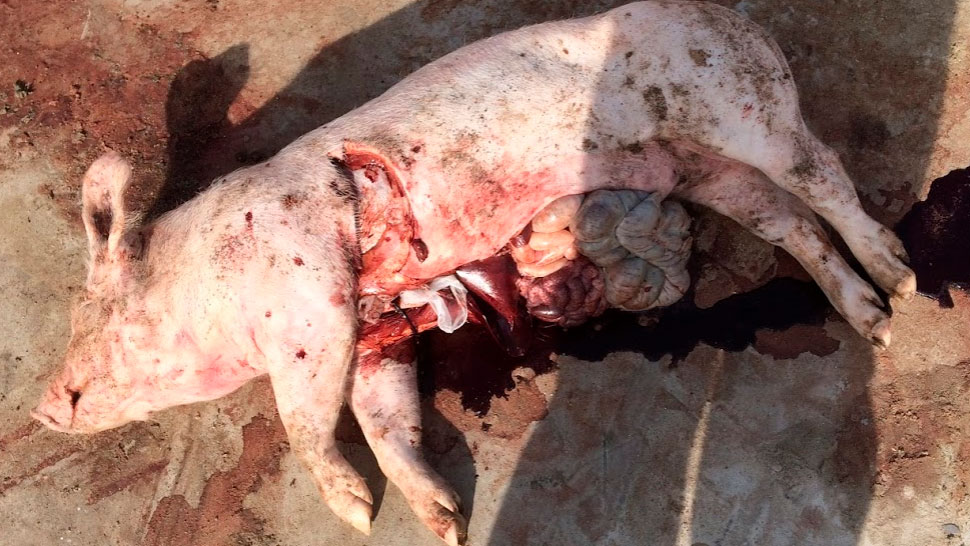 <p>Figure 4: L'autopsie pratiqu&eacute;e &agrave; l'&eacute;levage r&eacute;v&egrave;le une coloration sombre du sang sans autres alt&eacute;rations notables des organes.</p>
